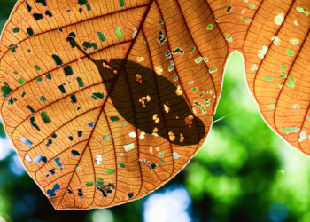 Inscrições para curso gratuito sobre cultura e mudanças climáticas são prorrogadas até 31 de julho