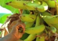 17º Festa da Banana celebra cultura e tradição quilombola em Nossa Senhora do Livramento