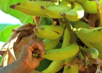 17º Festa da Banana celebra cultura e tradição quilombola em Nossa Senhora do Livramento