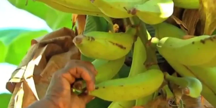 17º Festa da Banana celebra cultura e tradição quilombola em Nossa Senhora do Livramento