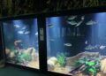 Aquário de Cuiabá reúne 21 espécies de peixes dos biomas de Mato Grosso