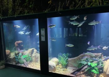 Aquário de Cuiabá reúne 21 espécies de peixes dos biomas de Mato Grosso
