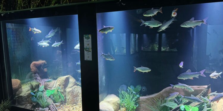 Aquário de Cuiabá reúne 21 espécies de peixes dos biomas de Mato Grosso