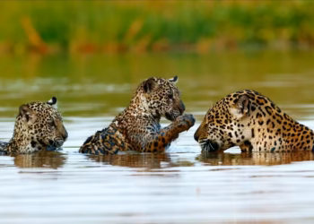 Documentário sobre onças do Pantanal tem narração de Fernanda Torres e disputa prêmio internacional